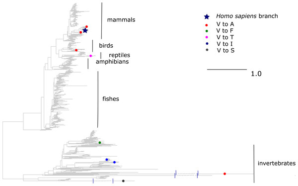 Substitutions in site 113 of ND1.