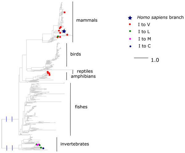 Substitutions in site 33 of ND6.