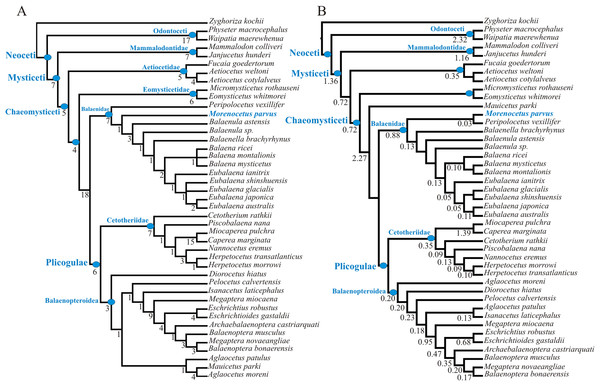 Phylogenetic relationships of Morenocetus parvus based on morphological analysis.