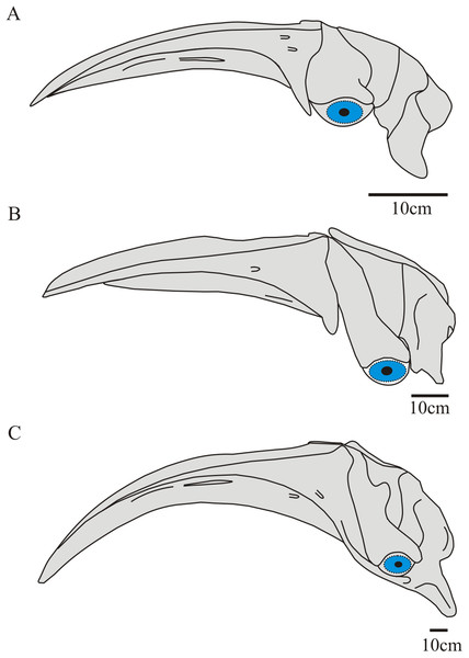 Reconstructions of balaenid crania in left lateral view, showing relative position of the orbit and eyeball (in blue) with arching of the rostrum.