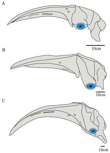 The early Miocene balaenid Morenocetus parvus from Patagonia (Argentina ...