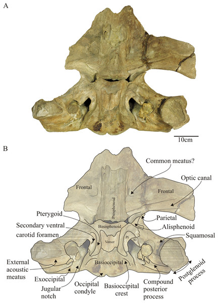 Morenocetus parvus, holotype, MLP 5–11, cranium.