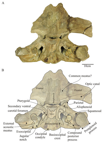 The early Miocene balaenid Morenocetus parvus from Patagonia (Argentina ...