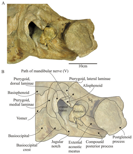 Morenocetus parvus, holotype, MLP 5–11, basicranium.