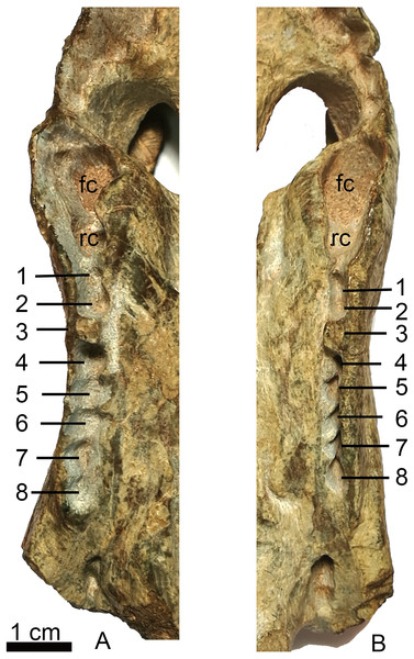 Holotype of Shiguaignathus wangi (IVPP V 23297) from the Naobaogou Formation of China.