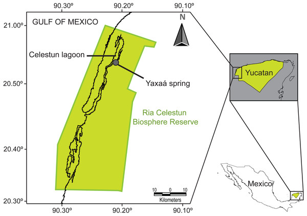 Map of the study area, Yaxaá spring, Celestun coastal lagoon, Yucatan, Mexico.