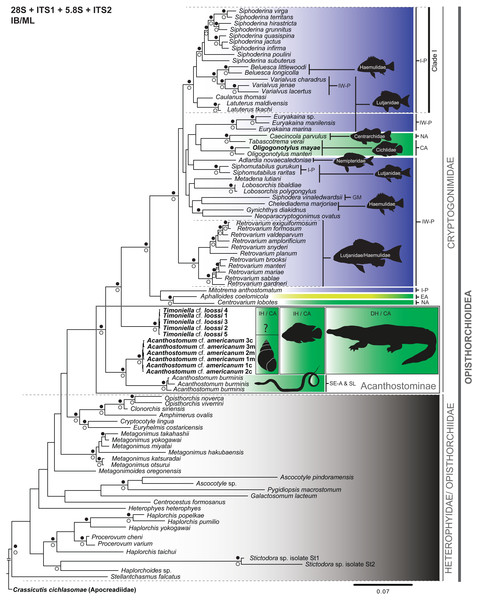 Phylogenetic tree obtained from Bayesian inference analysis of the concatenated data (28S + ITS1 + 5.8S + ITS2) of species of the Cryptogonimidae.