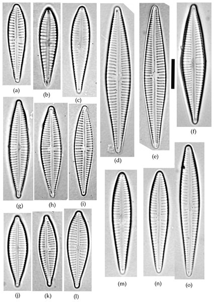 Gomphonema species analyzed in the study.