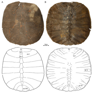 The shell morphology of the latest Cretaceous (Maastrichtian ...