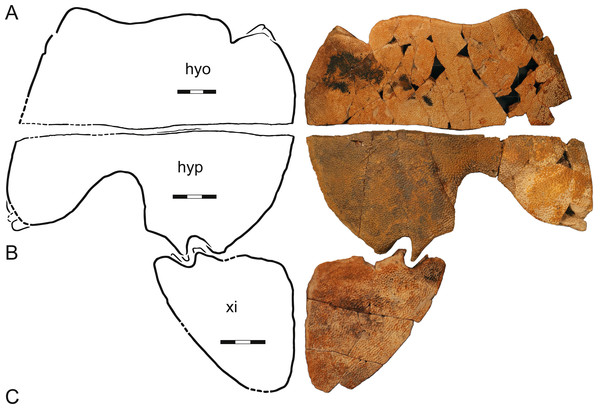 A composite plastron, Helopanoplia distincta, Garfield and McCone Counties, Montana, USA, Hell Creek Formation, Late Cretaceous, Maastrichtian.