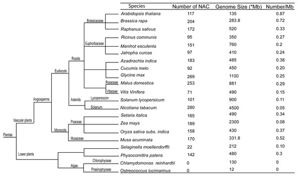 Comparative genomic analysis of NAC transcription factors of radish with other species.