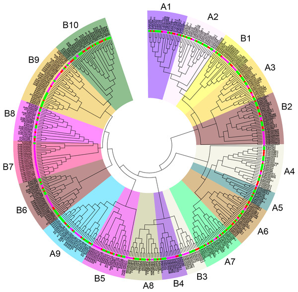 Phylogenetic tree among the NAC TFs of radish, Arabidopsis, and rice.