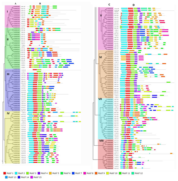 Phylogenetic classification and motif analysis of NAC transcription factors of radish.