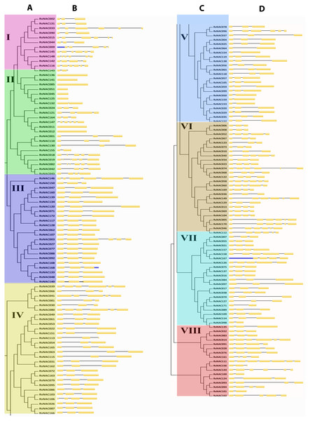 Phylogenetic tree and Exon/Intron structure of 172 RsNAC genes.
