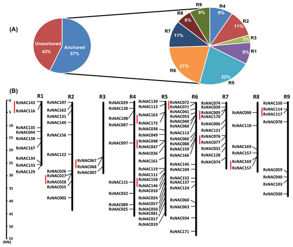 Chromosomal distribution of RsNAC genes on the genetic map.