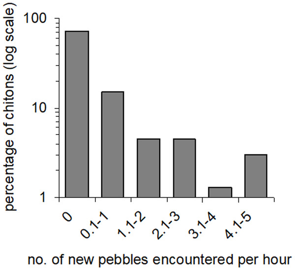 Amounts of movement across pebble habitat patches.