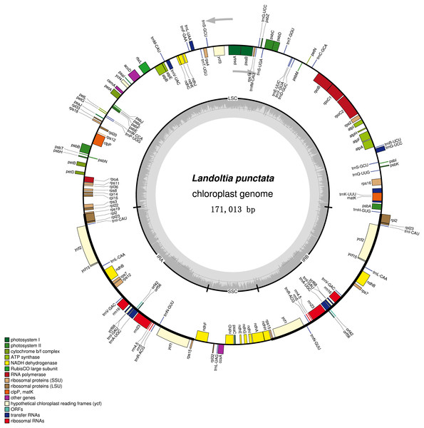 Chloroplast genome of Landoltia punctate strain ZH0202.