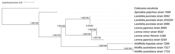 The Bayesian Inference (BI) and Maximum likelihood (ML) tree on the basis of cp genome sequences.