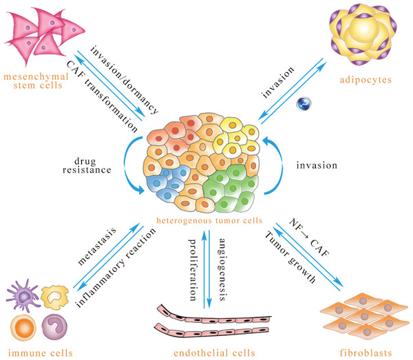 Exosomal miRNA-mediated intercellular cross-talk within the tumor microenvironment.