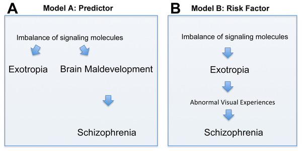 Depiction of two models (Models A and B) of how the correlation between exotropia and schizophrenia may be interpreted, keeping in mind that correlation alone is not evidence for causation.