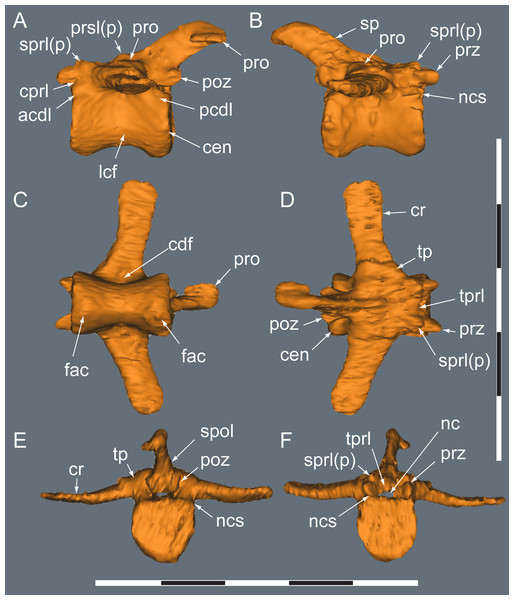 Diluvicursor pickeringi gen. et sp. nov. holotype (NMV P221080), CT model of the anterior caudal vertebra Ca 4.