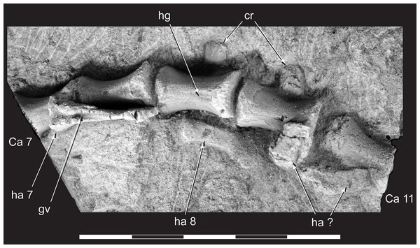 Diluvicursor pickeringi gen. et sp. nov. holotype (NMV P221080), anterior caudal vertebrae.