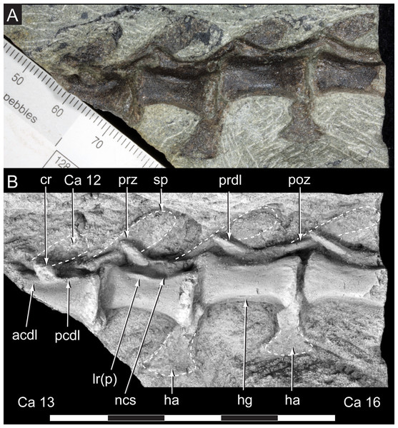 Diluvicursor pickeringi gen. et sp. nov. holotype (NMV P221080), anterior to middle caudal vertebrae.