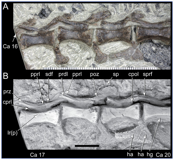 Diluvicursor pickeringi gen. et sp. nov. holotype (NMV P221080), middle caudal vertebrae.