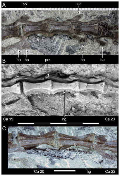 Diluvicursor pickeringi gen. et sp. nov. holotype (NMV P221080), middle to posterior caudal vertebrae.