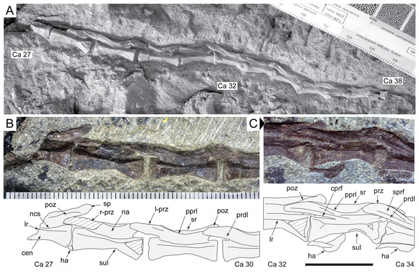 Diluvicursor pickeringi gen. et sp. nov. holotype (NMV P221080), posterior caudal vertebrae.