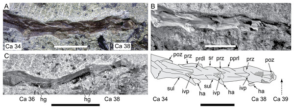 Diluvicursor pickeringi gen. et sp. nov. holotype (NMV P221080), posterior-most caudal vertebrae.