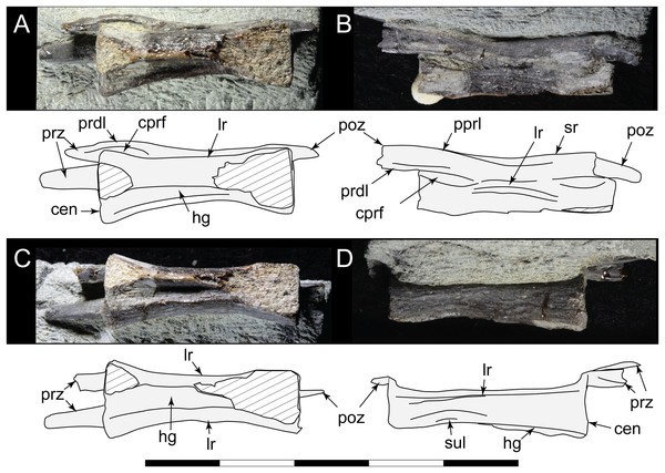 Diluvicursor pickeringi gen. et sp. nov., referred caudal vertebra, NMV P229456.