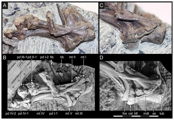 Diluvicursor pickeringi gen. et sp. nov. holotype (NMV P221080), distal right crus, tarsus and pes.