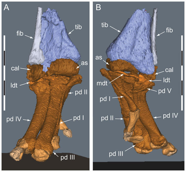 Diluvicursor pickeringi gen. et sp. nov. holotype (NMV P221080), CT restoration of the right distal crus, tarsus and pes.