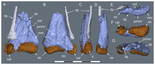 Diluvicursor pickeringi gen. et sp. nov. holotype (NMV P221080), CT model of the right distal crus and proximal tarsus.