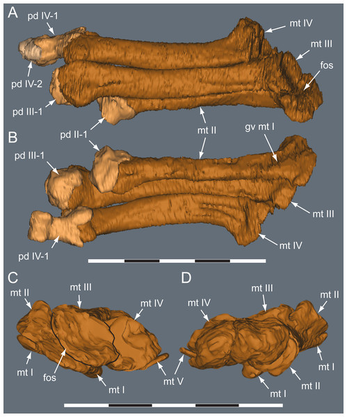 Diluvicursor pickeringi gen. et sp. nov. holotype (NMV P221080), CT model of the right pes.
