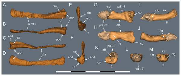 Diluvicursor pickeringi gen. et sp. nov. holotype (NMV P221080), CT model of right pedal digit I.