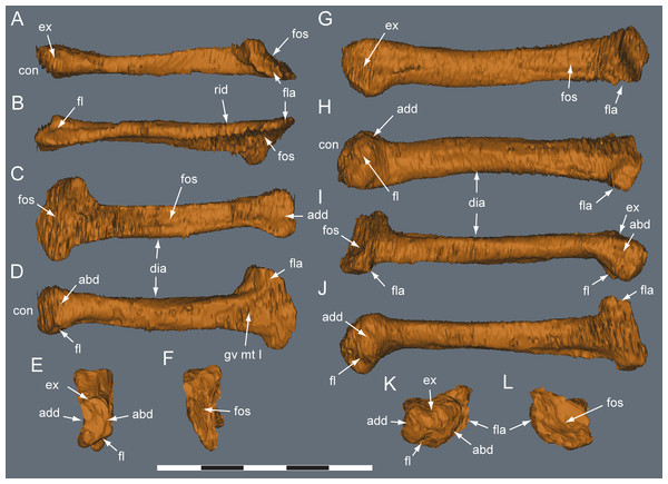 Diluvicursor pickeringi gen. et sp. nov. holotype (NMV P221080), CT models of right metatarsals II–III.