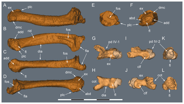 Diluvicursor pickeringi gen. et sp. nov. holotype (NMV P221080), CT model of right pedal digit IV.