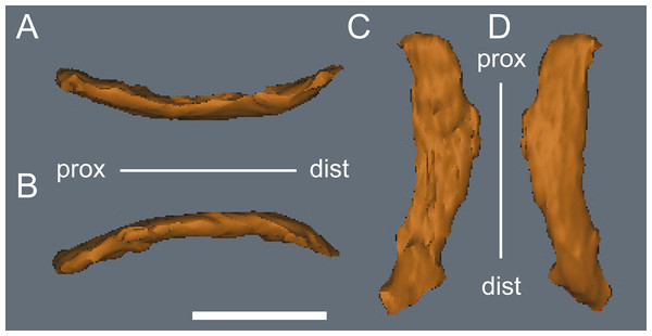 Diluvicursor pickeringi gen. et sp. nov. holotype (NMV P221080), CT model of right metatarsal V.