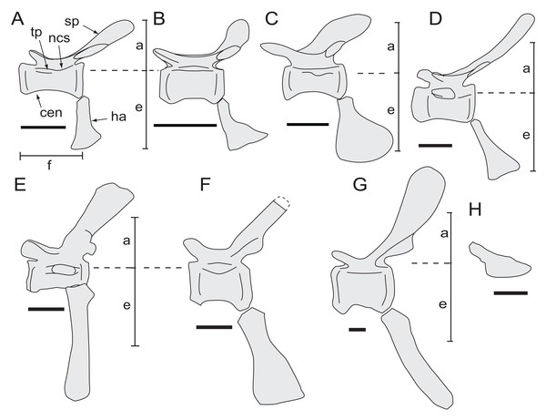 Middle caudal vertebral profiles for selected ornithopods in left lateral view.