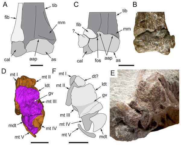 Distal crura and tarsi of selected Eumeralla Formation ornithopods.