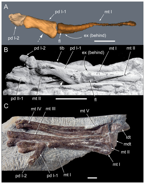 Pedes of selected Eumeralla Formation ornithopods in plantar view.