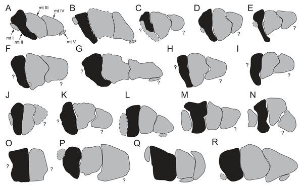 Right metatarsi of selected ornithopods in proximal view.