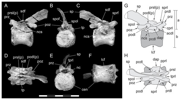 Anterior caudal vertebra (NMV P228342) of an indeterminate ornithischian from the ETRW sandstone.