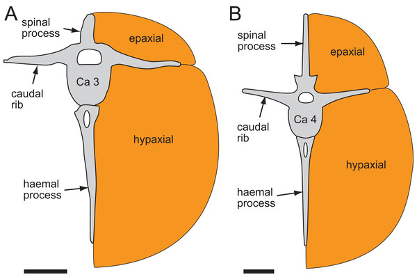 Schematic transverse section through the anterior epaxial and hypaxial muscular regions of the ornithopod tail.