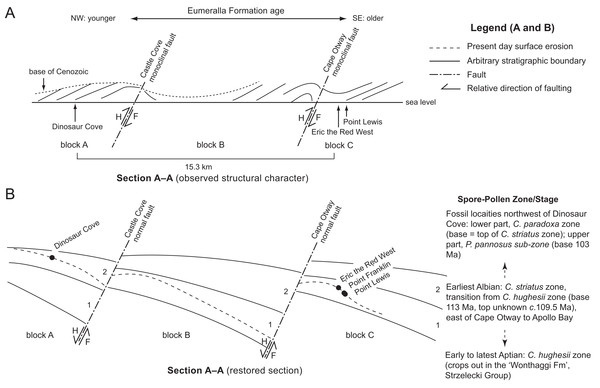 Schematic stratigraphic relationships of the Eumeralla Formation fossil vertebrate localities looking northeast along section ‘A–A’ (Fig. 1B).