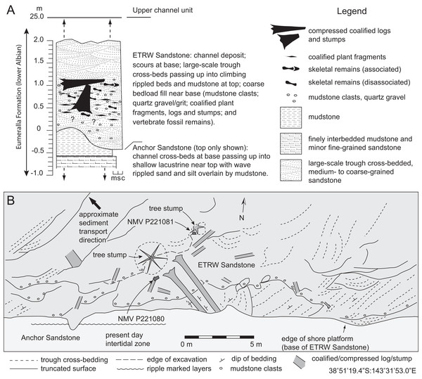 Stratigraphic features of the Eumeralla Formation at the fossil locality of Eric the Red West.