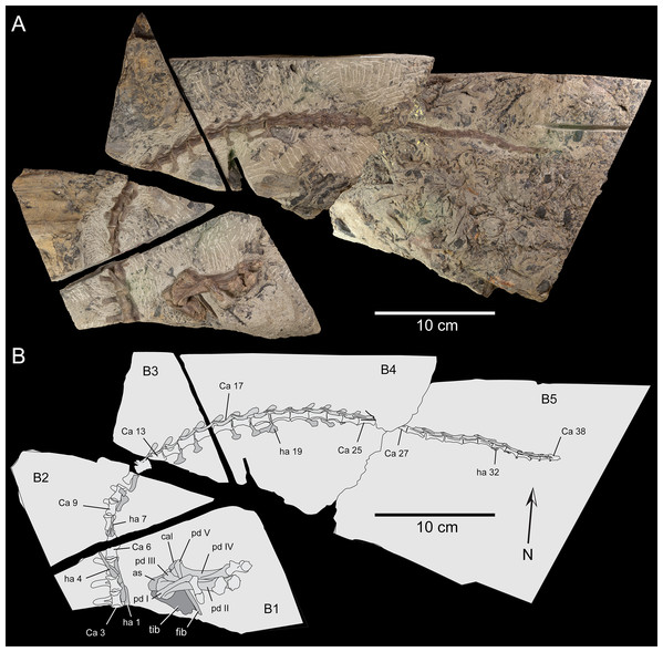 Partial postcranium, NMV P221080, assigned to the holotype of Diluvicursor pickeringi gen. et sp. nov., as prepared on five blocks of ETRW Sandstone.