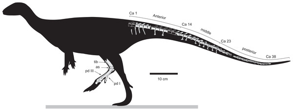 Diluvicursor pickeringi gen. et sp. nov. holotype (NMV P221080), schematic restoration in left lateral view, showing preserved bones (light shading) and incomplete caudal vertebrae (outlined).